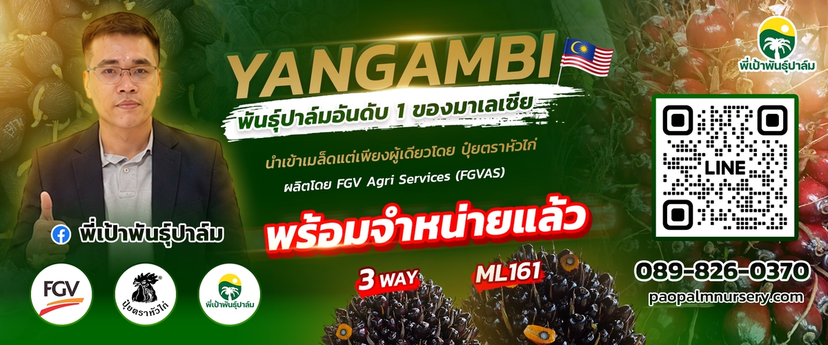 ความรู้เกี่ยวกับปาล์มน้ำมัน